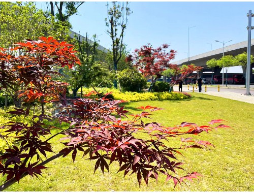 成都园林绿化苗木标准
